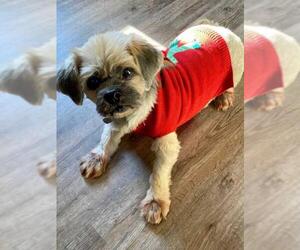 Lhasa Apso Dogs for adoption in Pacolet, SC, USA