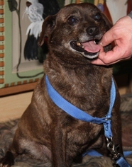 Boston Huahua Dogs for adoption in Minneapolis, MN, USA