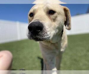 Labrador Retriever-Unknown Mix Dogs for adoption in Troy, IL, USA