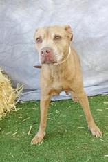Bulldog-Unknown Mix Dogs for adoption in Inverness, FL, USA
