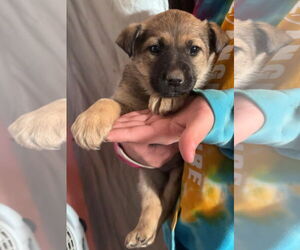 German Shepherd Dog-Unknown Mix Dogs for adoption in Grafton, WI, USA