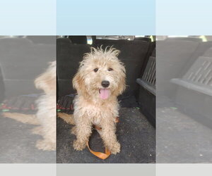 Golden Retriever Dogs for adoption in Studio City, CA, USA