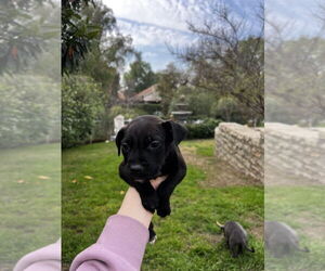 Labrador Retriever-Whippet Mix Dogs for adoption in Dana Point, CA, USA
