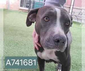 American Staffordshire Terrier-Unknown Mix Dogs for adoption in San Antonio, TX, USA