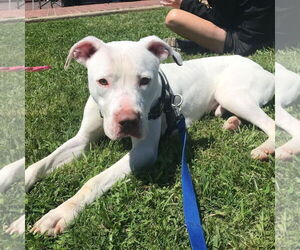 American Pit Bull Terrier-American Staffordshire Terrier Mix Dogs for adoption in Bristol, CT, USA