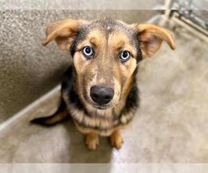 German Shepherd Dog-Unknown Mix Dogs for adoption in Santa Rosa, CA, USA