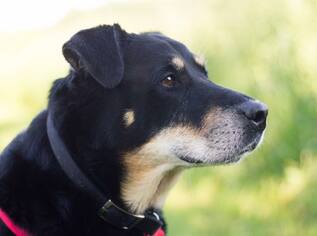 Small German Shepherd Dog Mix