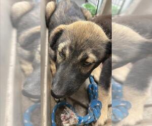 German Shepherd Dog-Unknown Mix Dogs for adoption in Corpus Christi, TX, USA