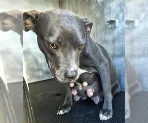 American Staffordshire Terrier-Unknown Mix Dogs for adoption in San Antonio, TX, USA