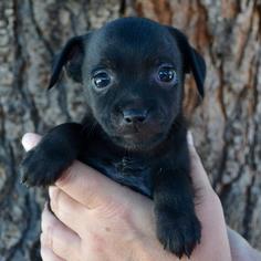 Chug Dogs for adoption in Sunnyvale, CA, USA