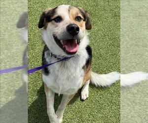 German Shepherd Dog-Unknown Mix Dogs for adoption in Fayetteville, NC, USA