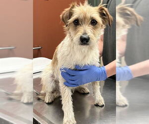 Mutt Dogs for adoption in Rancho Cucamonga, CA, USA