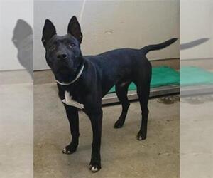 American Pit Bull Terrier Dogs for adoption in Camarillo, CA, USA