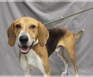 American Foxhound-Unknown Mix Dogs for adoption in Hughesville, MD, USA