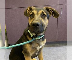 German Shepherd Dog Dogs for adoption in Santa Maria, CA, USA