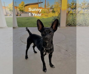 Chihuahua Dogs for adoption in Menifee, CA, USA