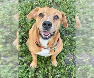 Labrador Retriever-Unknown Mix Dogs for adoption in Fort Lauderdale, FL, USA
