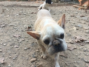 French Bulldog Dogs for adoption in Waldron, AR, USA