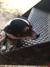 Jack Chi Dogs for adoption in Locust Grove, GA, USA