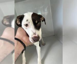 Pointer-Unknown Mix Dogs for adoption in Houston, TX, USA