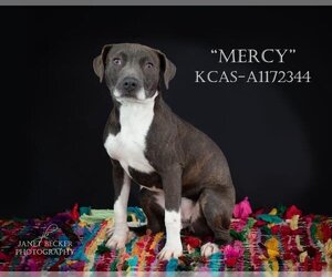 American Staffordshire Terrier Dogs for adoption in Bakersfield, CA, USA