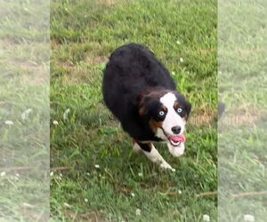 Australian Shepherd Dogs for adoption in Harrison, AR, USA