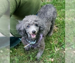 Poodle (Miniature) Dogs for adoption in YARDLEY, PA, USA