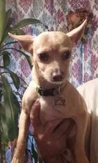 Chihuahua Dogs for adoption in Custer, WA, USA