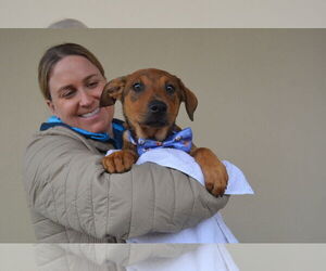 Mutt Dogs for adoption in McKinney, TX, USA