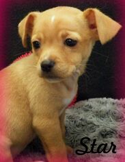 Medium Photo #1 Chiweenie Puppy For Sale in Anaheim Hills, CA, USA