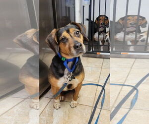 Beagle-Unknown Mix Dogs for adoption in Las Vegas, NV, USA
