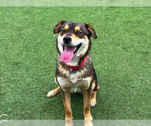 German Shepherd Dog-Unknown Mix Dogs for adoption in Orange, CA, USA