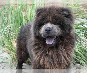 Chow Chow Dogs for adoption in Aurora, CO, USA