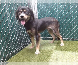 Cockalier Dogs for adoption in Downey, CA, USA