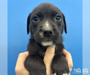 Mutt Dogs for adoption in Washington, DC, USA