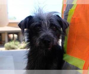 Cairn Terrier Dogs for adoption in Ojai, CA, USA