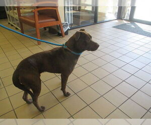 Chesador Dogs for adoption in Ocala, FL, USA