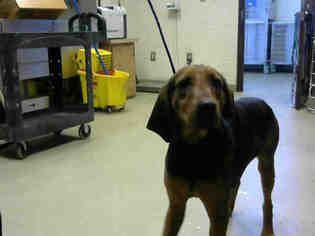 Black and Tan Coonhound Dogs for adoption in Fayetteville, NC, USA