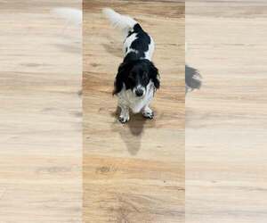 Dachshund Dogs for adoption in Los Angeles, CA, USA