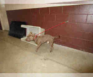 American Staffordshire Terrier-Unknown Mix Dogs for adoption in Sanford, FL, USA