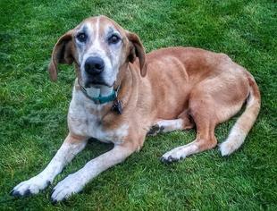 Basset Hound-Great Dane Mix Dogs for adoption in Eldora, IA, USA