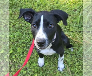 Borador Dogs for adoption in Lexington, SC, USA