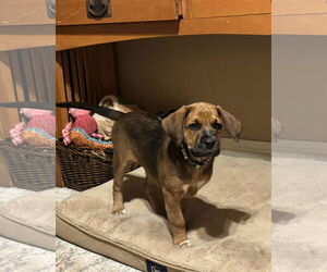 Mutt Dogs for adoption in Duluth, MN, USA