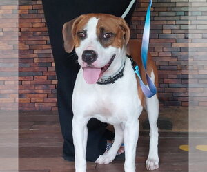 American Foxhound-Unknown Mix Dogs for adoption in Sanford, FL, USA