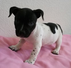 Small American Pit Bull Terrier-Dachshund Mix