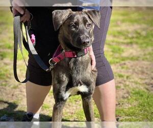 Labrador Retriever-Unknown Mix Dogs for adoption in Tallahassee, FL, USA
