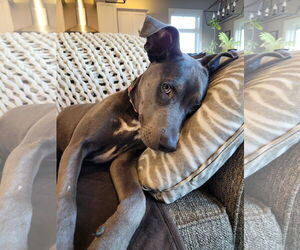 Mutt Dogs for adoption in Coralville, IA, USA