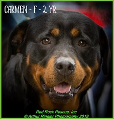 Rottweiler Dogs for adoption in Walnutport, PA, USA