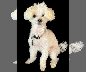 Maltese Dogs for adoption in Pacolet, SC, USA