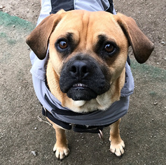Puggle Dogs for adoption in Quincy, MA, USA
